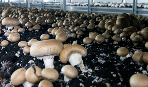 cogumelos